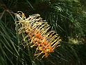 Grevillea Hony Gem (check Mal J)